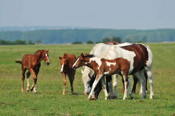 목장에서 foal — 스톡 사진