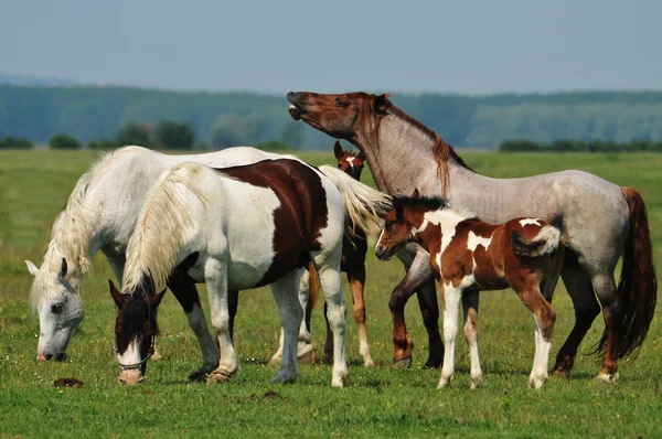牧草地の馬 — ストック写真