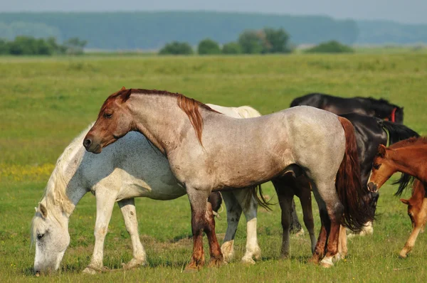 A mező a vadon élő lovak — Stock Fotó