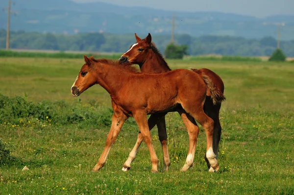 Два коричневий foals — стокове фото