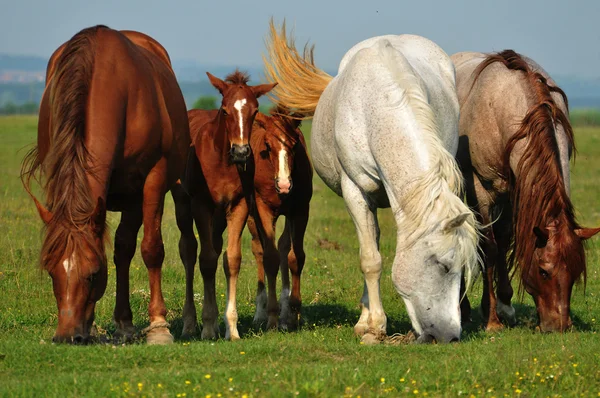 フィールドに野生の馬 — ストック写真