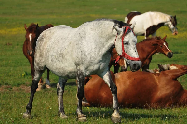 Hästar på bete — Stockfoto