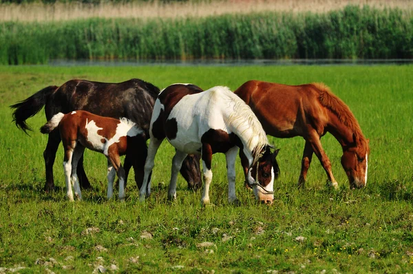 Cavalos selvagens no campo — Fotografia de Stock