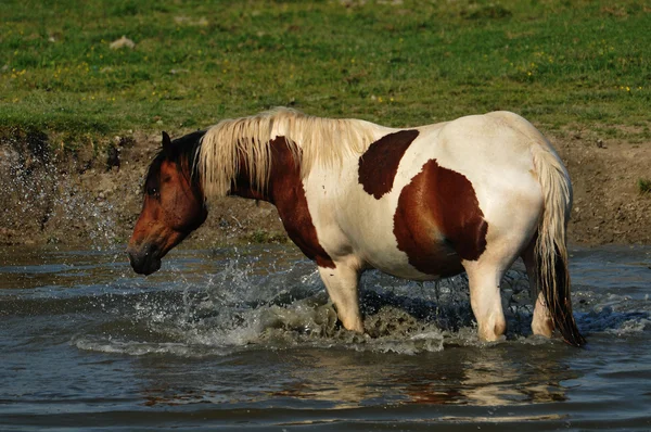 馬の水に立っています。 — ストック写真