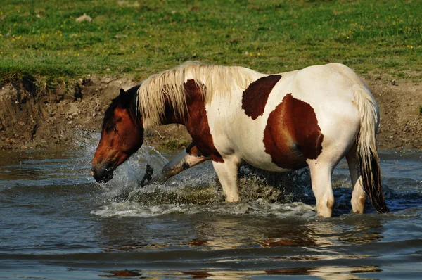 Koń stoi w wodzie — Zdjęcie stockowe