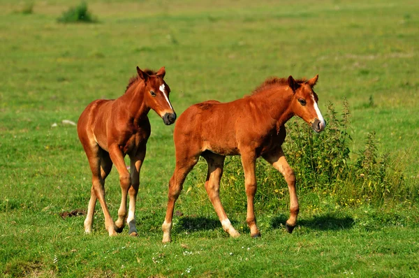 Iki kahverengi foals — Stok fotoğraf