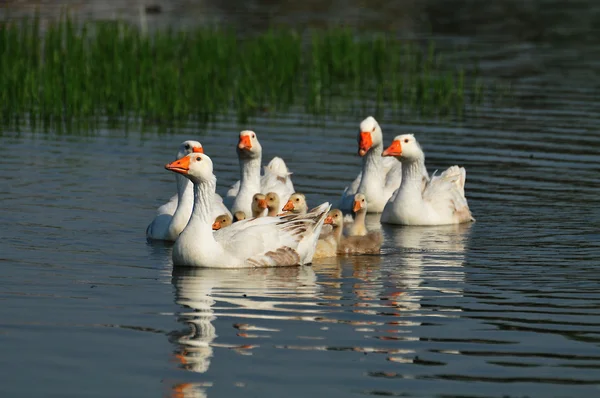 Gansos na lagoa — Fotografia de Stock