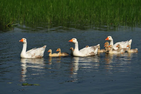 stock image Geese in the Pond