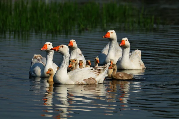 Husí rodina na voda — Stock fotografie