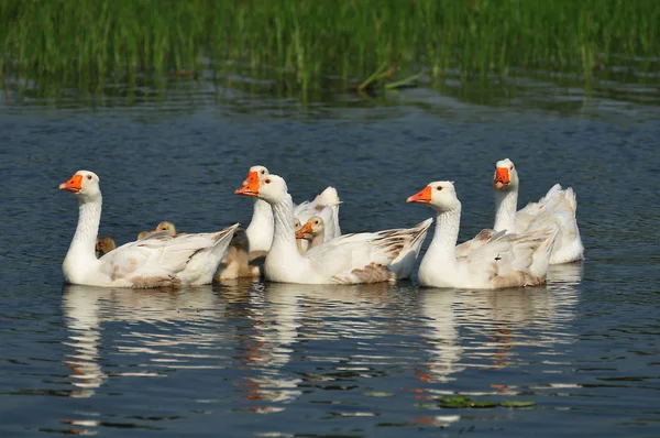 Gansos na lagoa — Fotografia de Stock