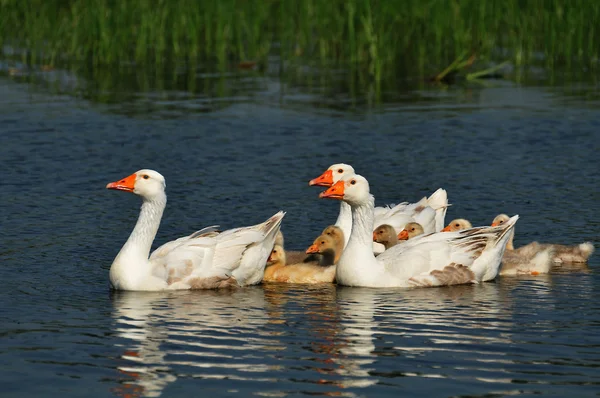Kazlar gölet — Stok fotoğraf