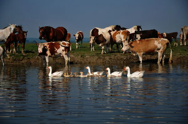 Koeien en paarden op de rivier — Stockfoto