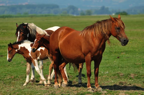 フィールドに野生の馬 — ストック写真