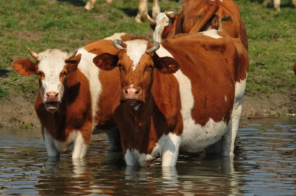 Cow at the river — Stock Photo, Image