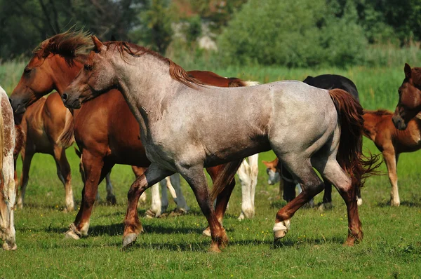 Pferde auf der Weide — Stockfoto