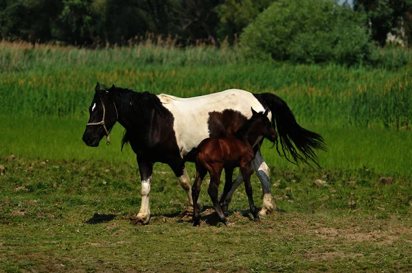 Sahada Vahşi atlar — Stok fotoğraf