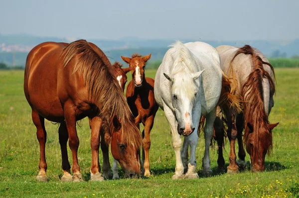 Άγρια άλογα στο πεδίο — Φωτογραφία Αρχείου