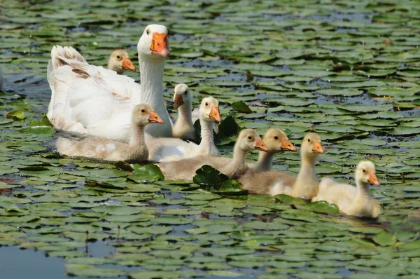 Гусяча сім'я на воді — стокове фото