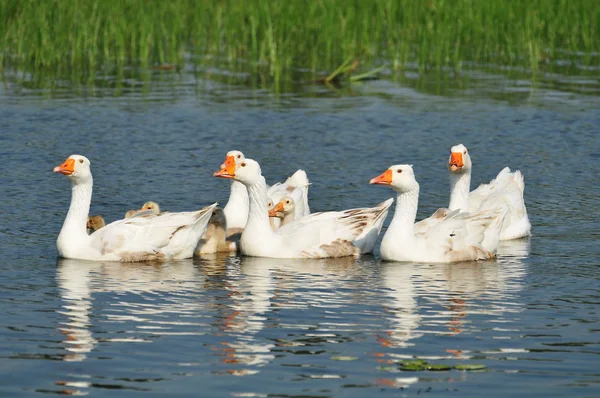 Goose family on the wather — Stock Photo, Image