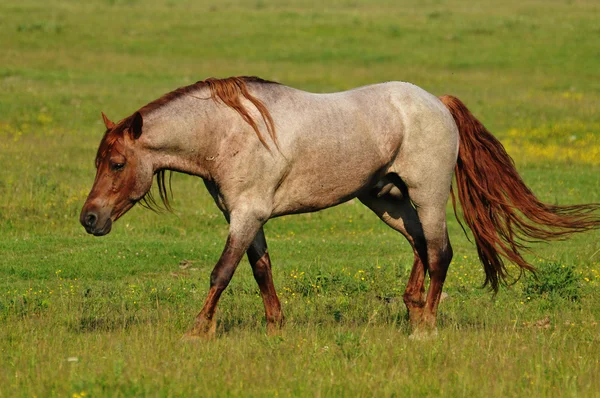 Kuda jantan berlari melintasi lapangan — Stok Foto