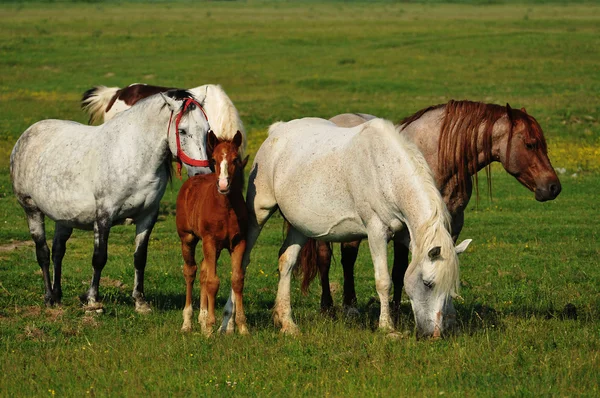 Wild horses on the field — Stock Photo, Image