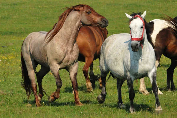 Horses on pasture — Stock Photo, Image
