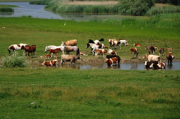 소와 말 강 — 스톡 사진