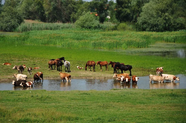 Cows and horses on river — Stock Photo, Image
