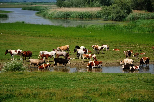 소와 말 강 — 스톡 사진