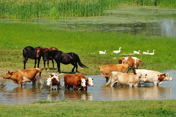 Krowy i konie na rzece — Zdjęcie stockowe