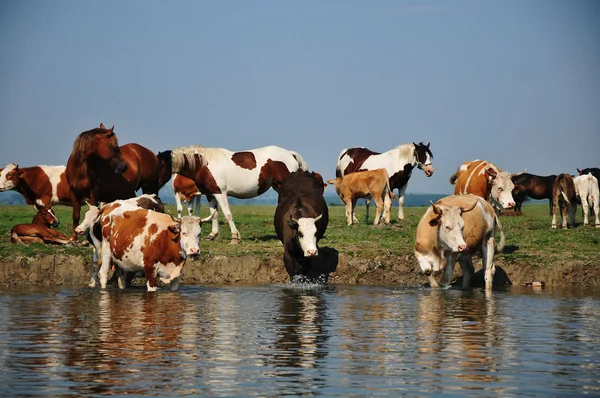 Koeien en paarden op de rivier — Stockfoto