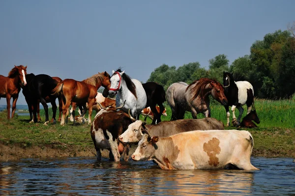 Корови і коні на річці — стокове фото