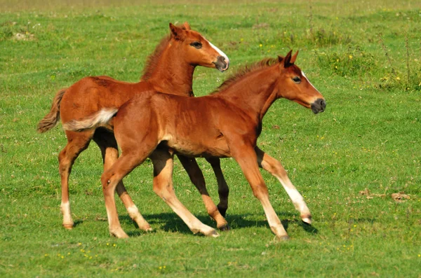 2 つの茶色の子馬 — ストック写真