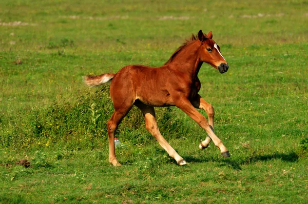 Foal na pastwisko — Zdjęcie stockowe