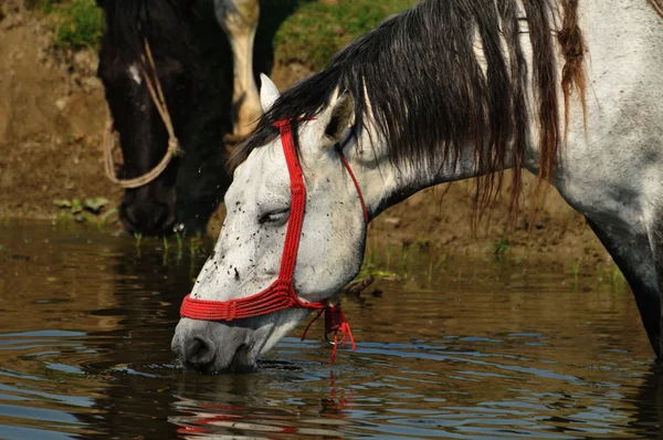 川で馬 — ストック写真
