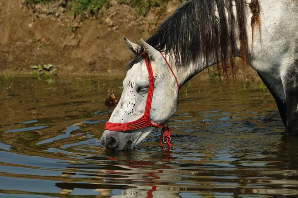 Stock image Horse at the river