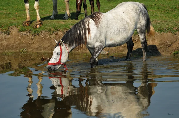 Koń stoi w wodzie — Zdjęcie stockowe