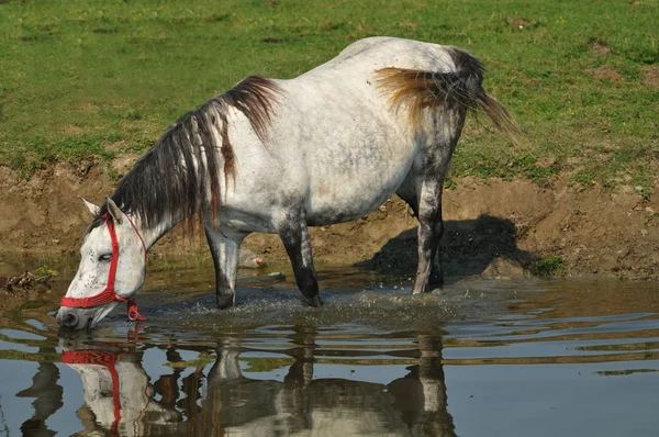 stock image Horse standing in water