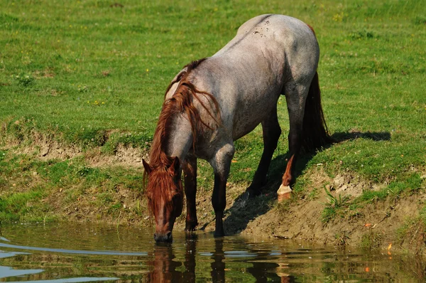 Cavalo em pé na água — Fotografia de Stock