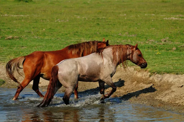 Hästen stående i vatten — Stockfoto
