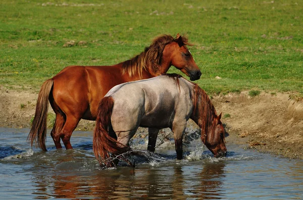 Кінь стоїть у воді — стокове фото