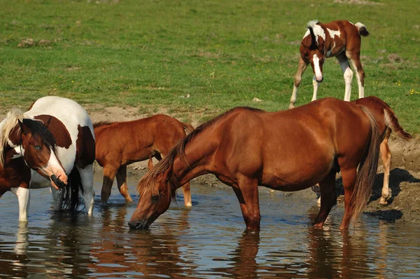 馬の水に立っています。 — ストック写真