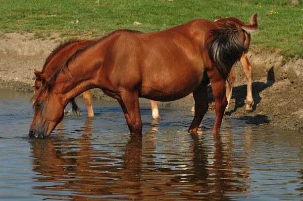 Hest som står i vann – stockfoto