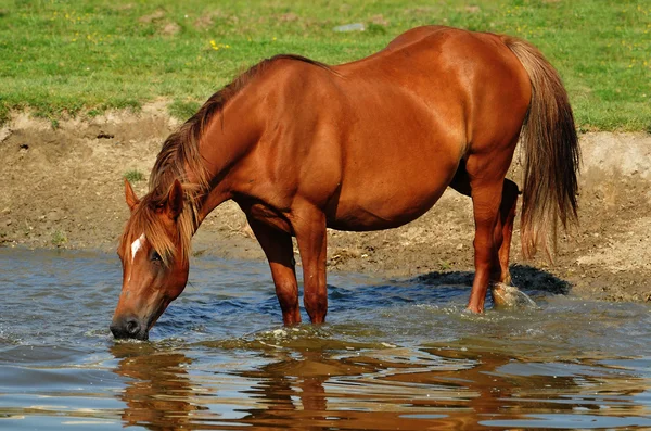 stock image Horse standing in water