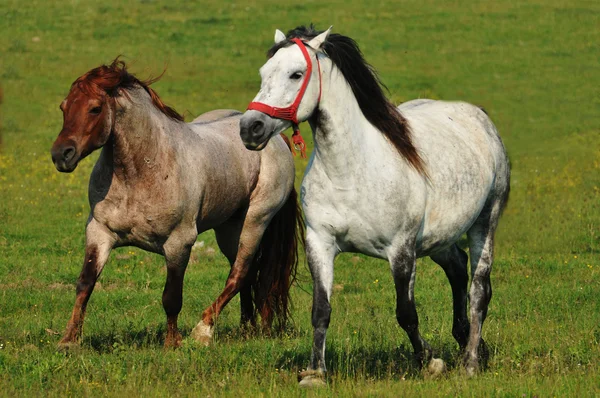 Paarden op de weide — Stockfoto