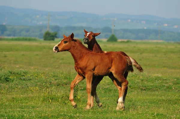 Iki kahverengi foals — Stok fotoğraf
