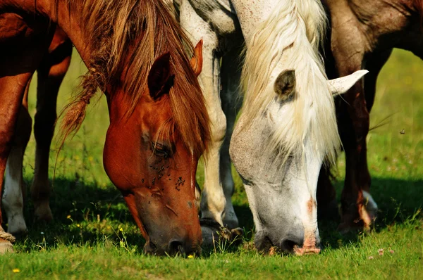 Wilde paarden op het veld — Stockfoto