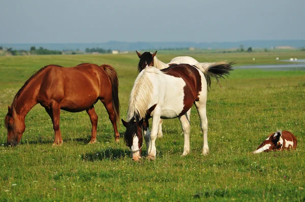 Horses on pasture — Stock Photo, Image