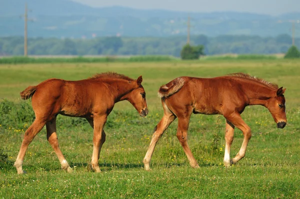 2 개의 갈색 foals — 스톡 사진