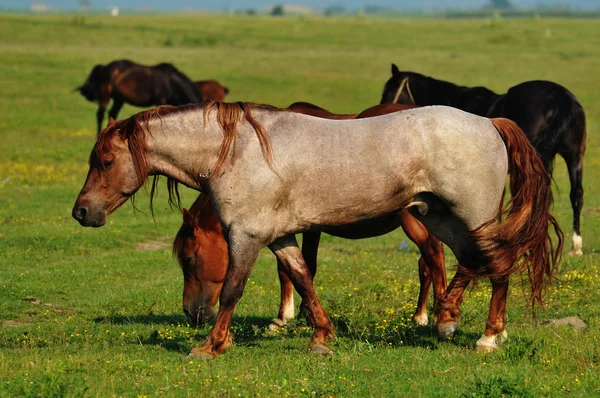 Дикие лошади на поле — стоковое фото